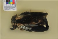 藏品(樹鵲)的圖片